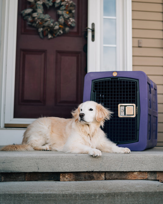 How to Introduce Your Dog to A New Kennel: Step-by-Step Guide